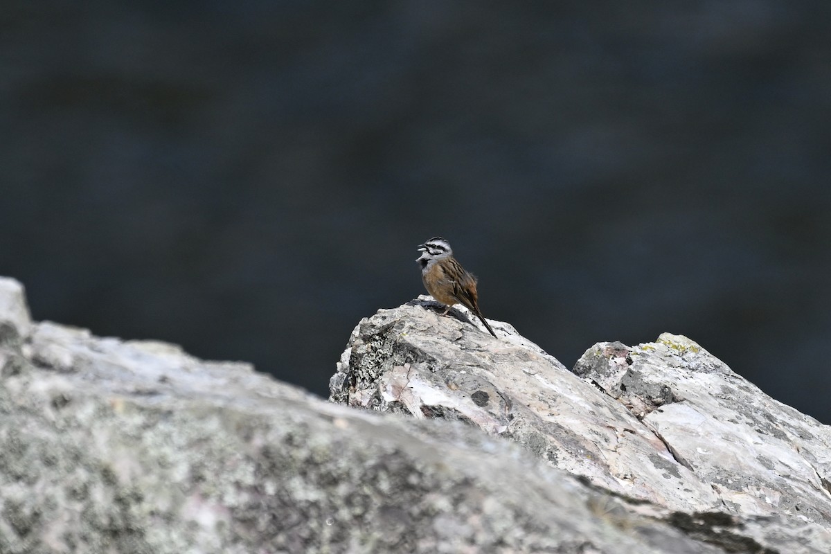 Rock Bunting - Anonymous