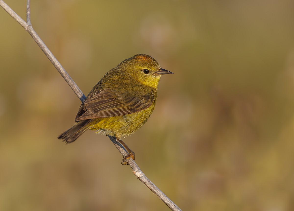 Orange-crowned Warbler - Chezy Yusuf