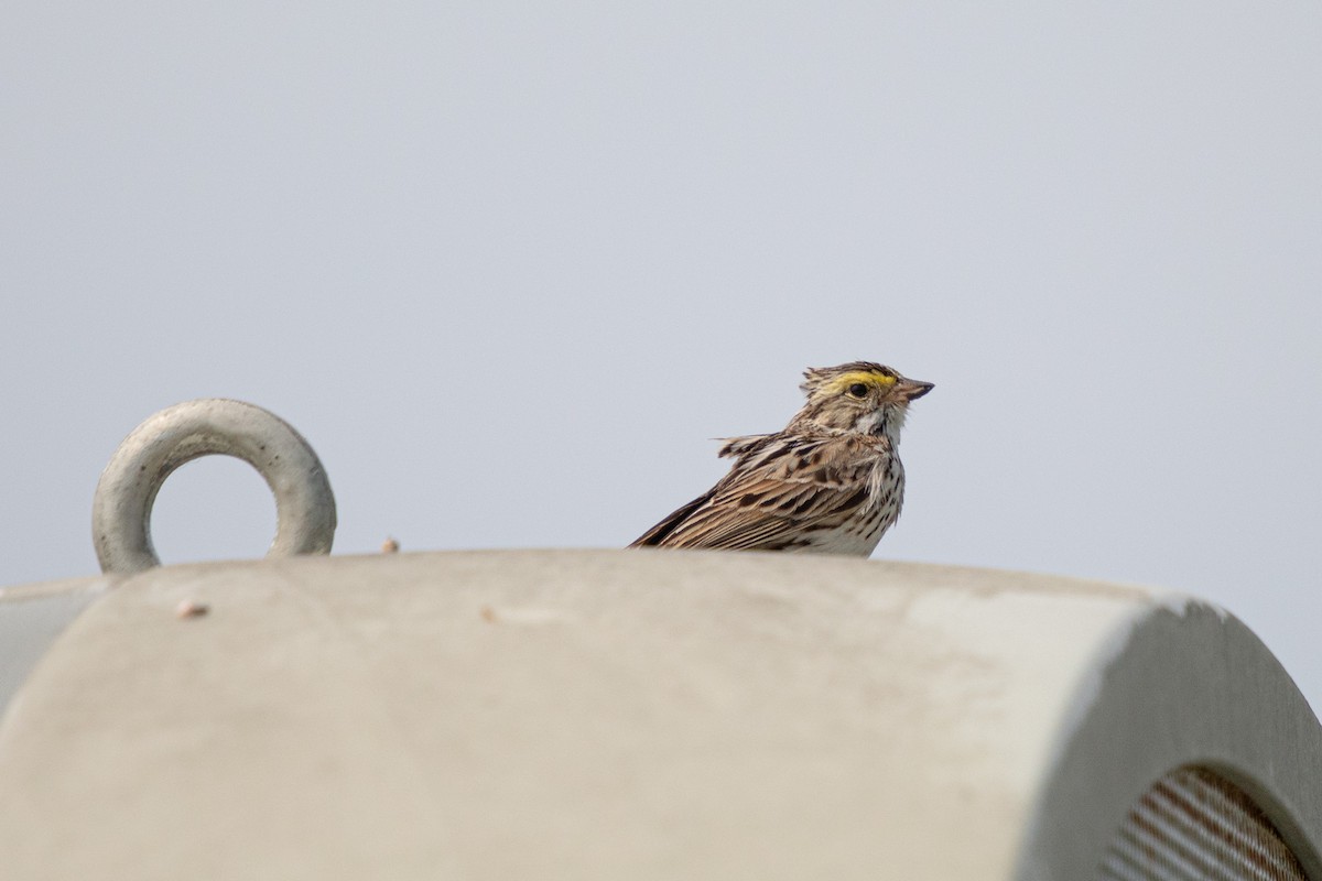 Savannah Sparrow - Michèle Delisle