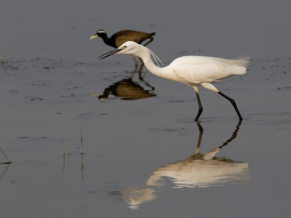 Little Egret - Able Lawrence