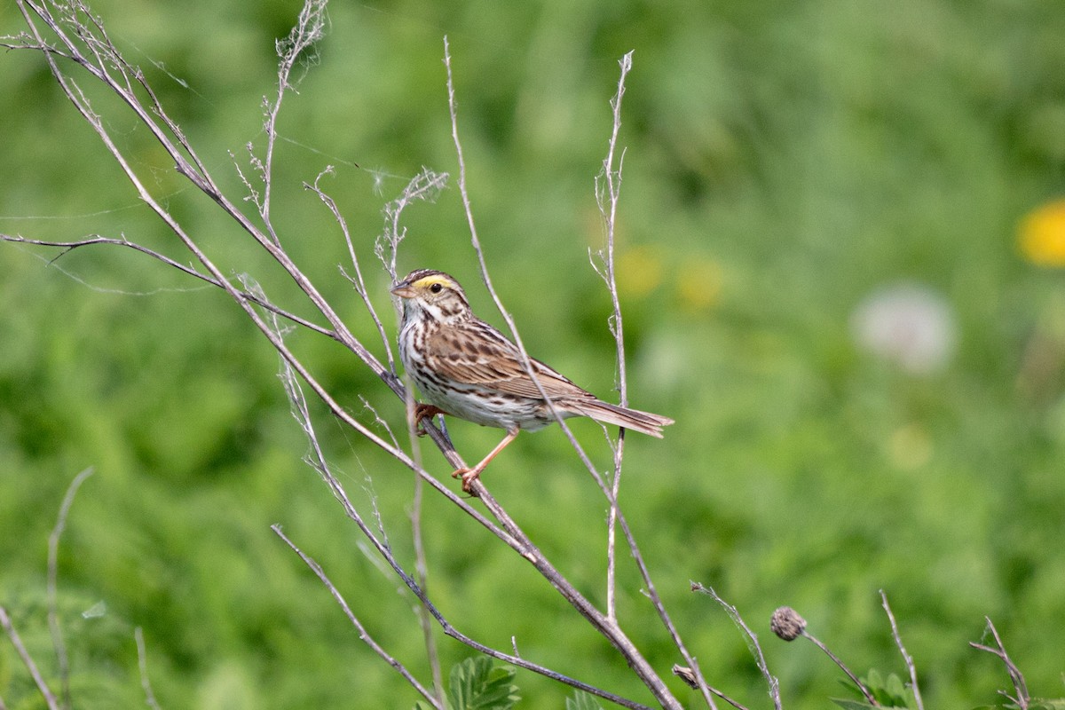 Savannah Sparrow - Michèle Delisle