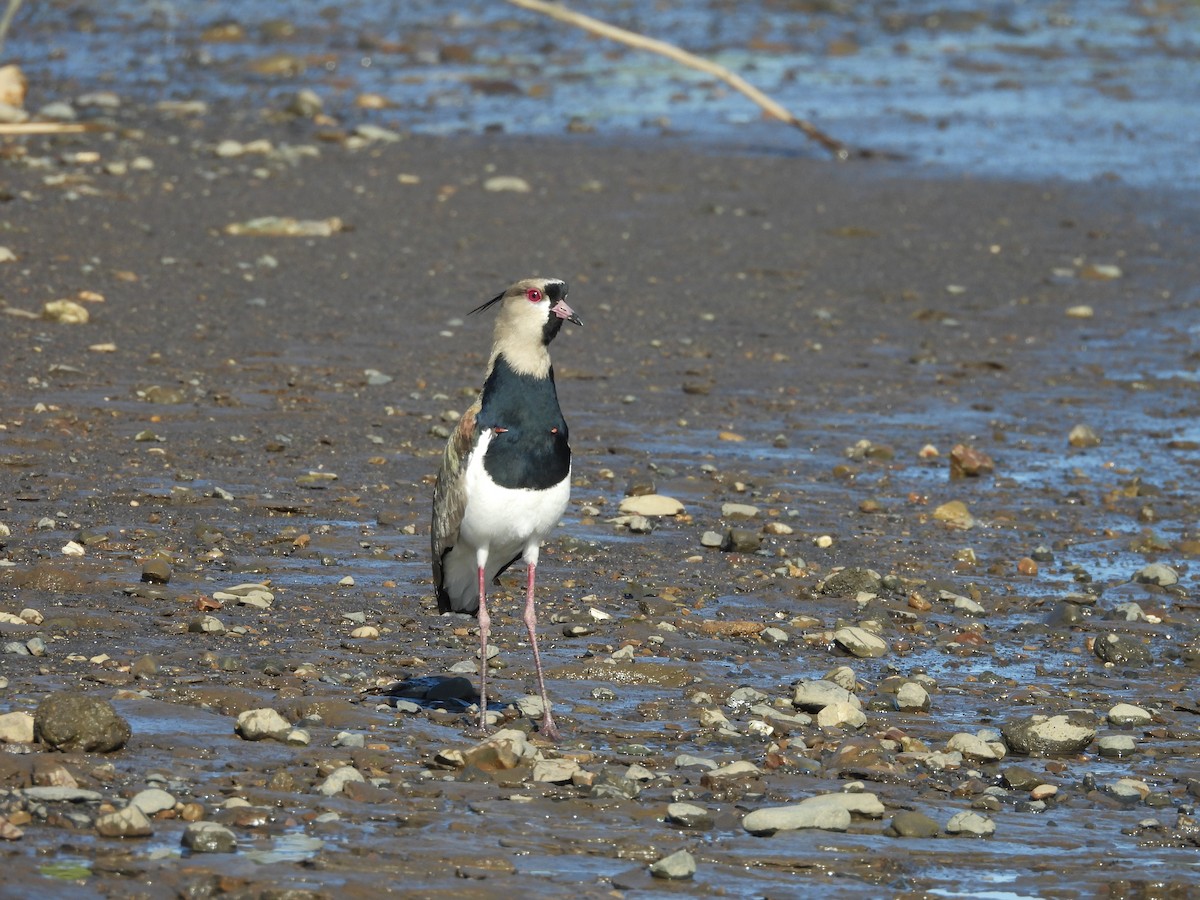 Southern Lapwing - Susan Thome-Barrett