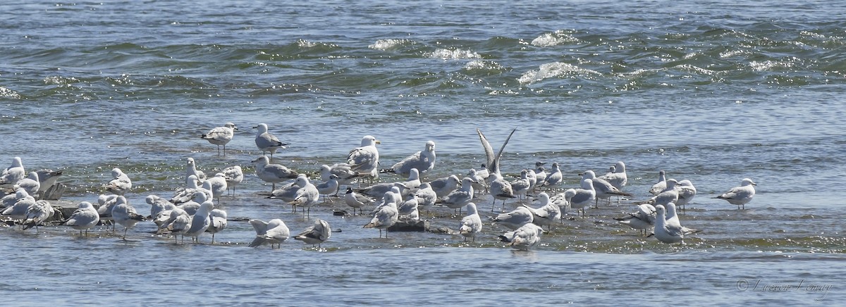 Bonaparte's Gull - Lucien Lemay