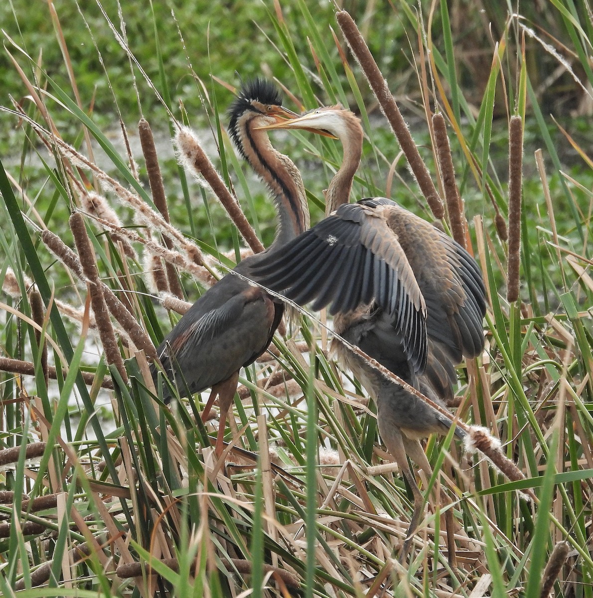 Purple Heron - Santhi  K