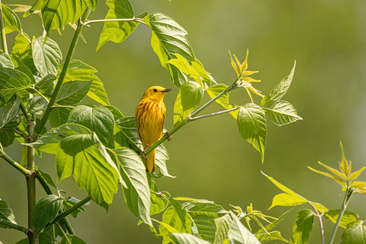 Yellow Warbler - Michèle Delisle