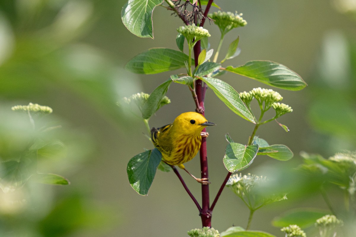 Yellow Warbler - Michèle Delisle