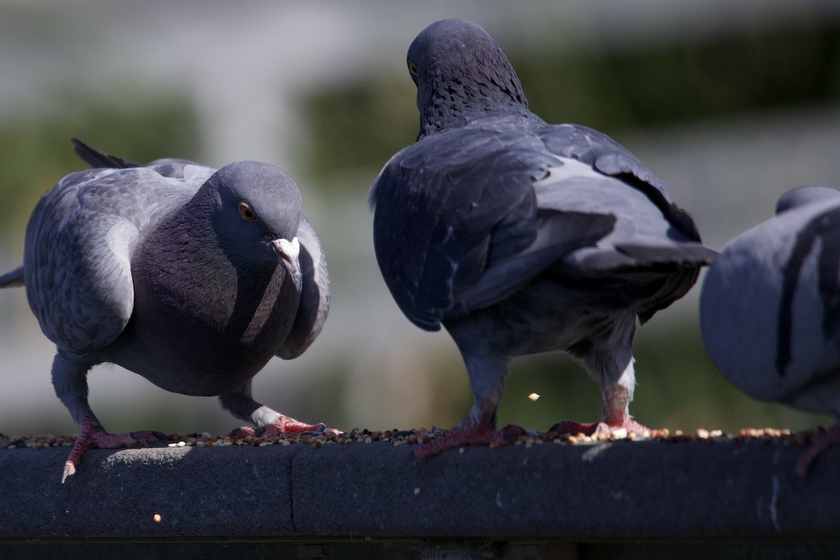 Rock Pigeon (Feral Pigeon) - Robert Snider