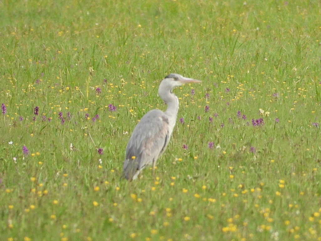 Gray Heron - Ivan V