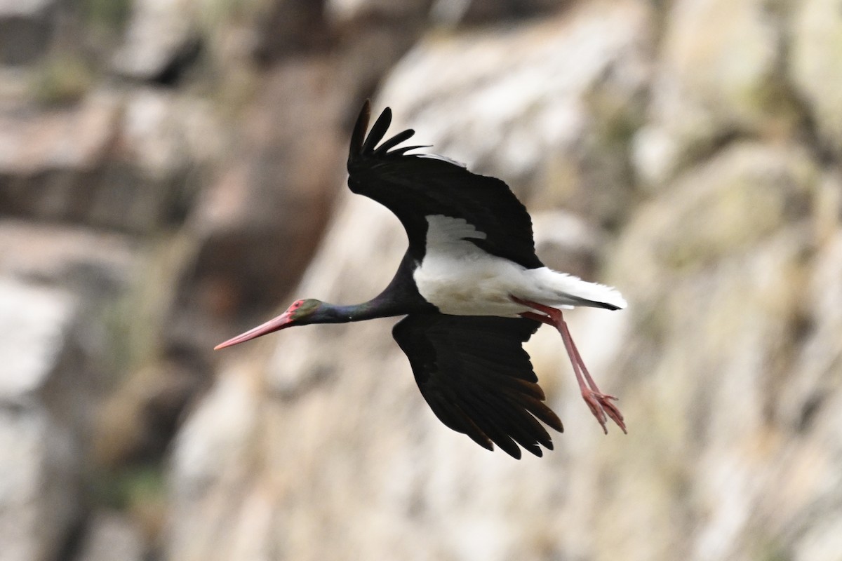Black Stork - Anonymous
