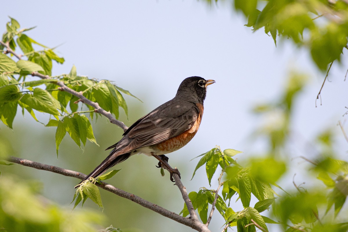 American Robin - Michèle Delisle