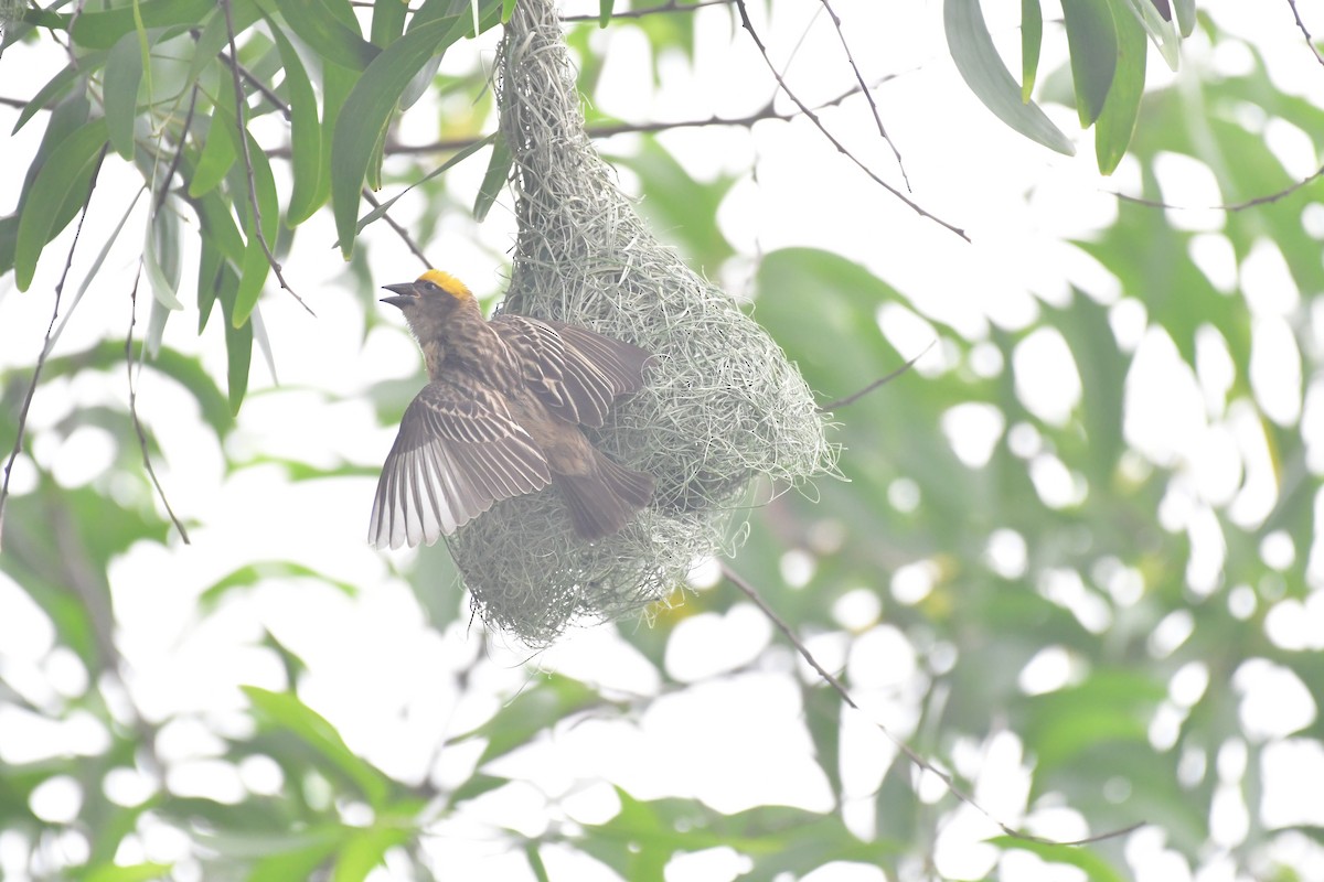 Baya Weaver - sabyasachi jena