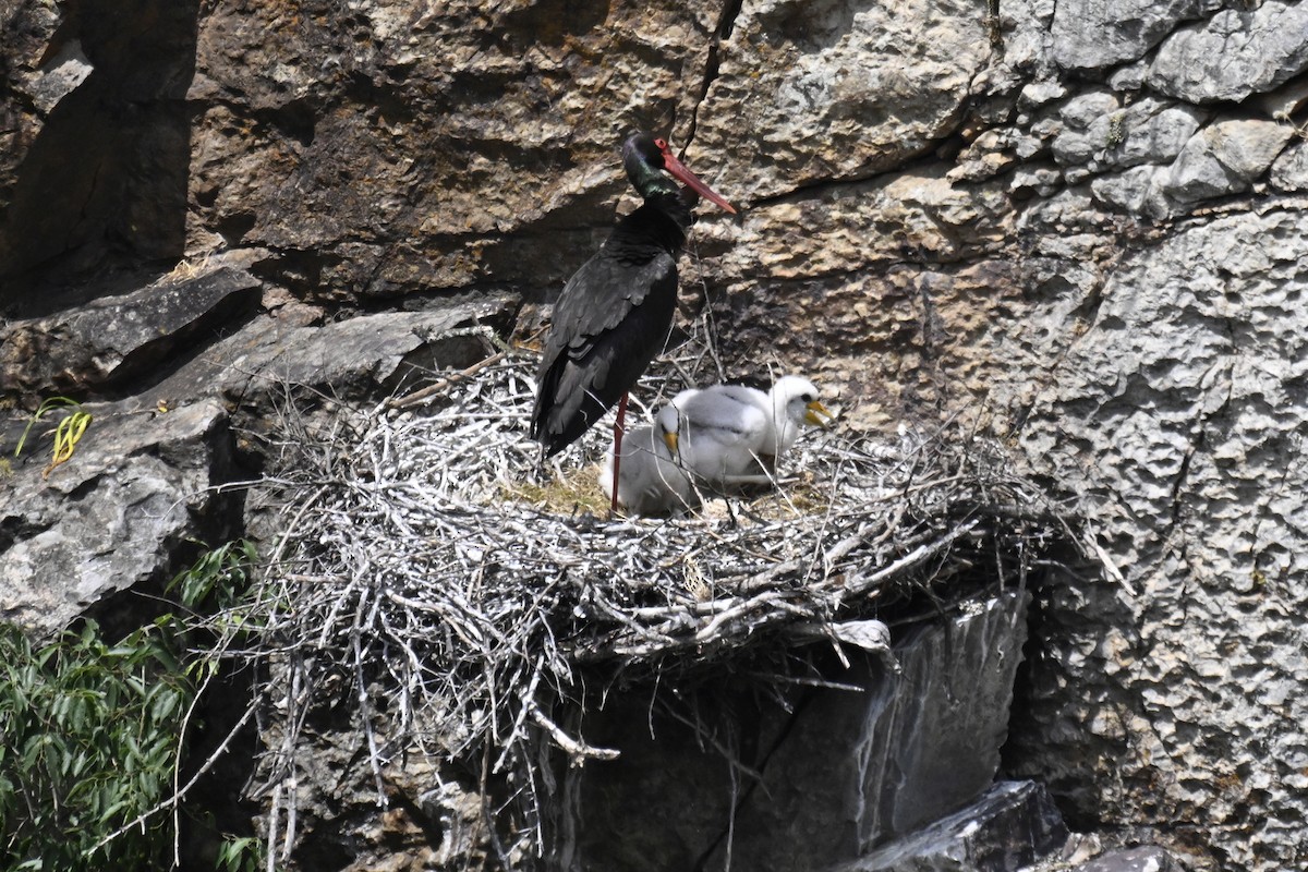 Black Stork - ML619612248