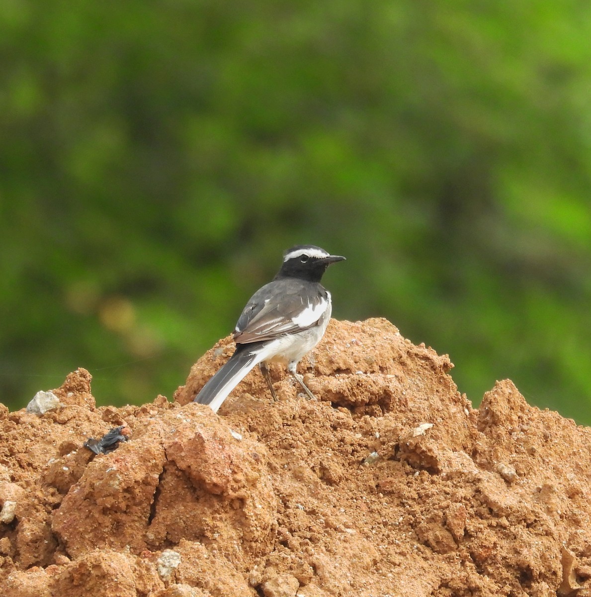 White-browed Wagtail - Santhi  K