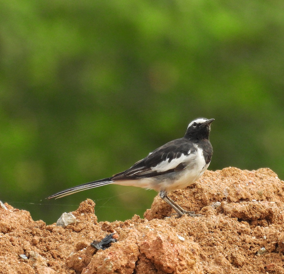 White-browed Wagtail - ML619612251