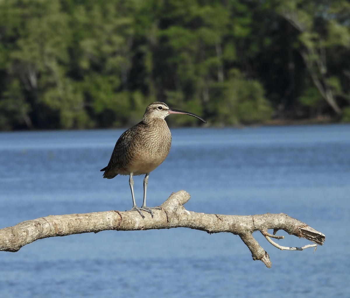 Whimbrel - Susan Thome-Barrett