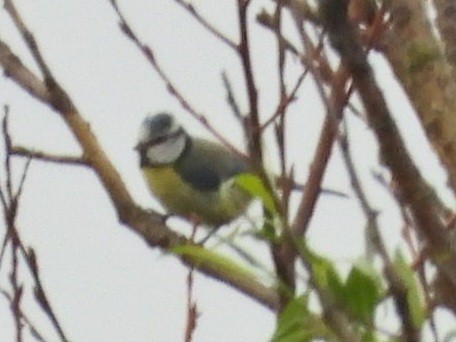 Eurasian Blue Tit - Ivan V