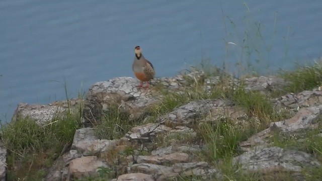 Chukar - ML619612258