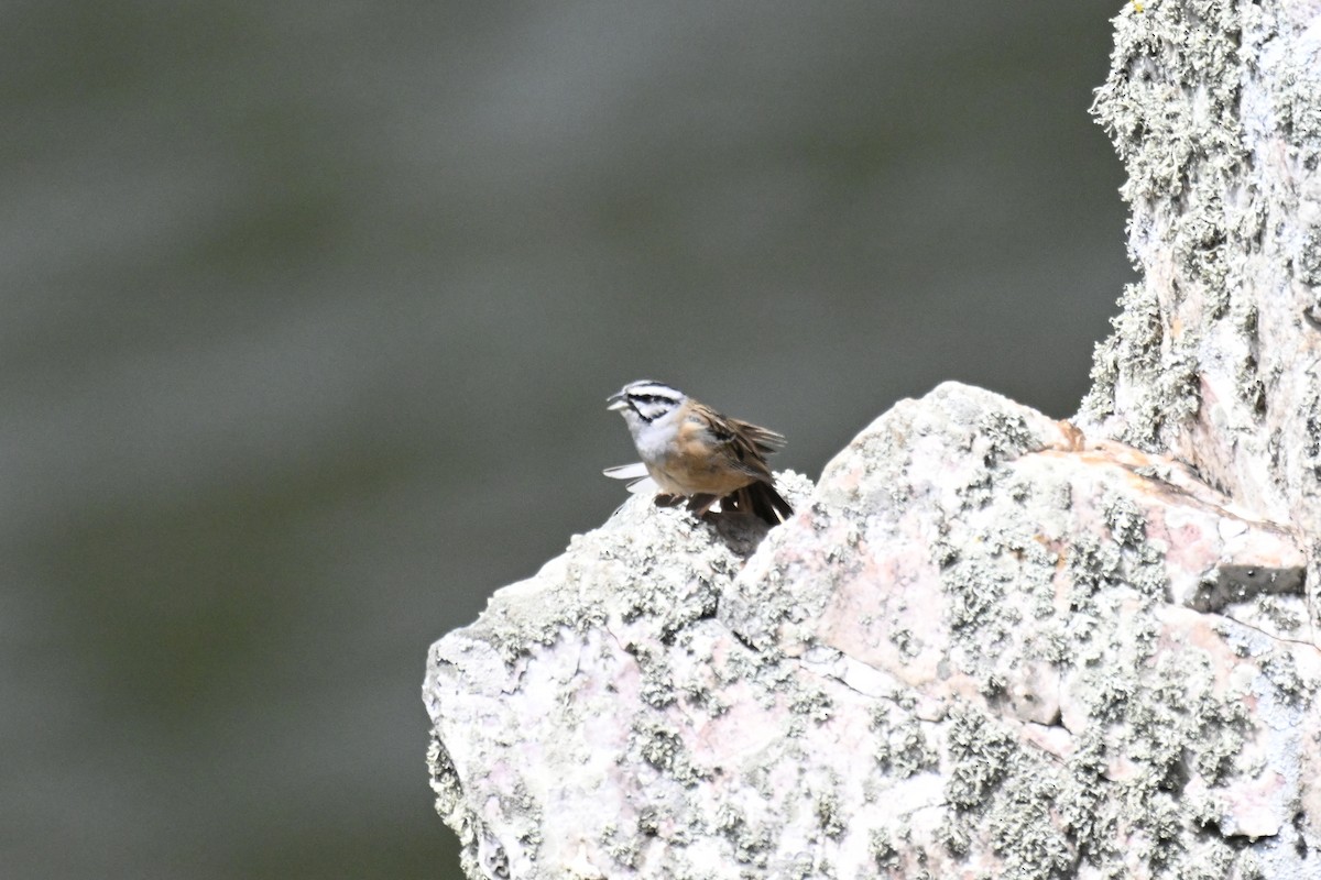 Rock Bunting - Anonymous