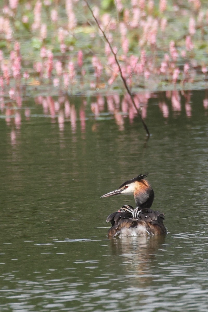 Great Crested Grebe - Jose Leal