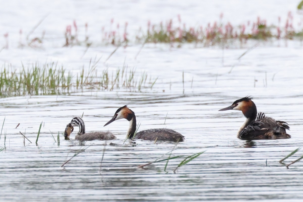 Great Crested Grebe - Jose Leal