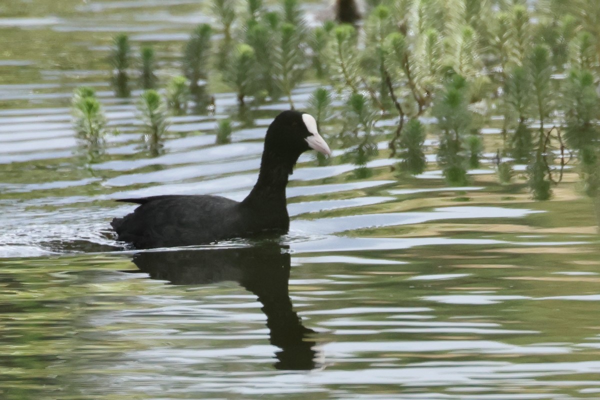 Eurasian Coot - ML619612269