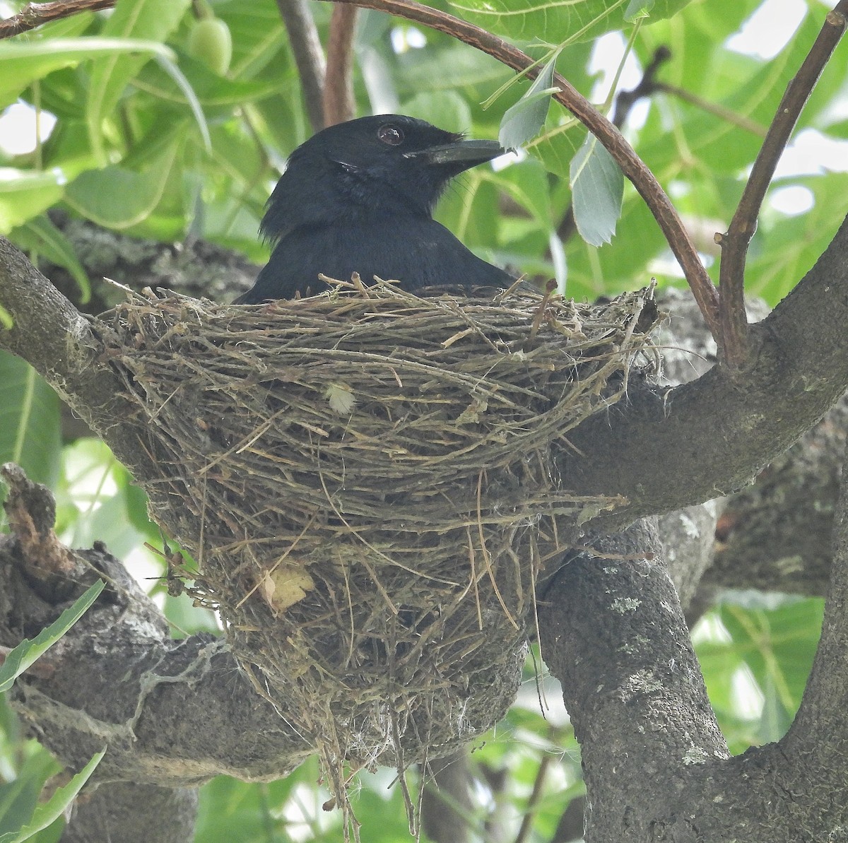 Black Drongo - Santhi  K