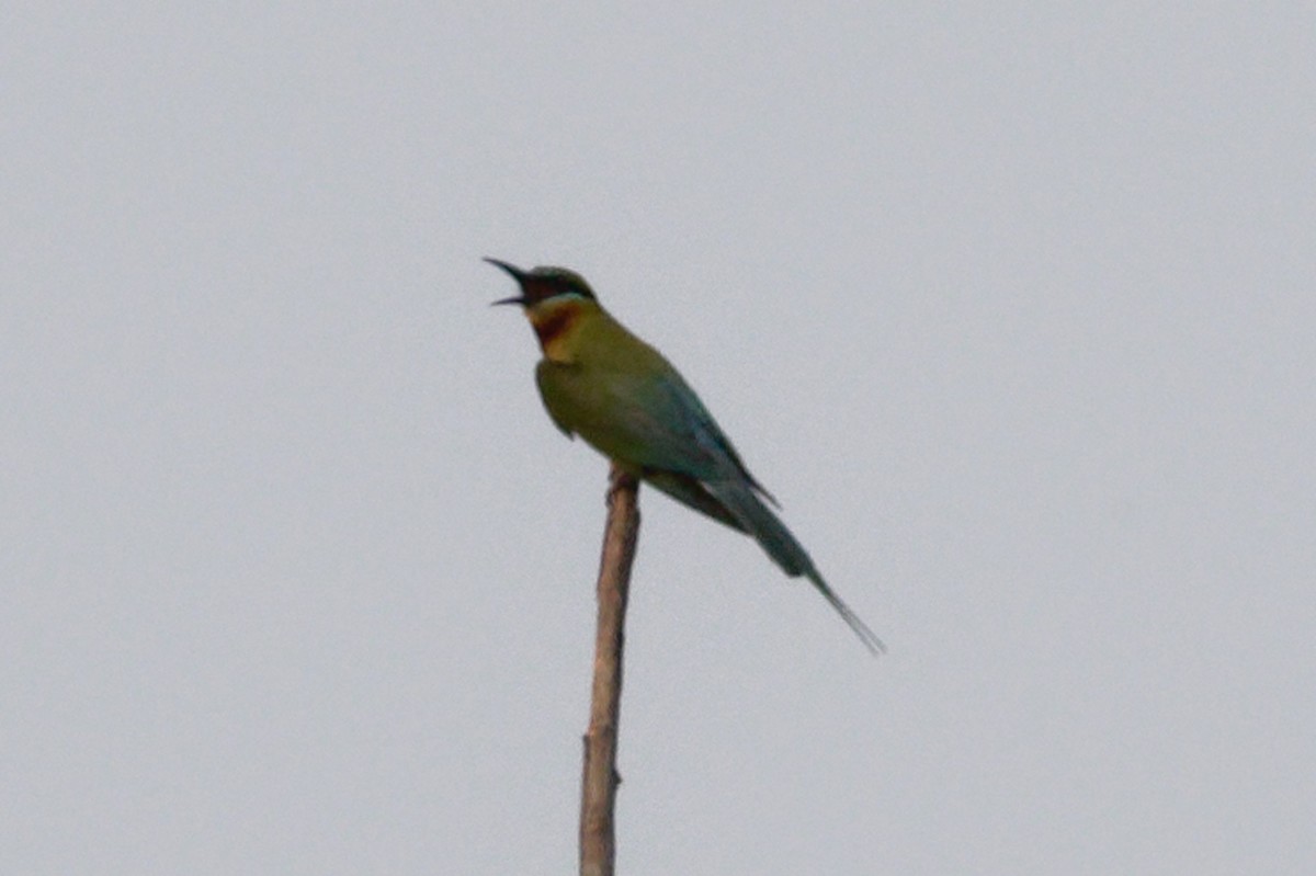 Blue-tailed Bee-eater - Able Lawrence