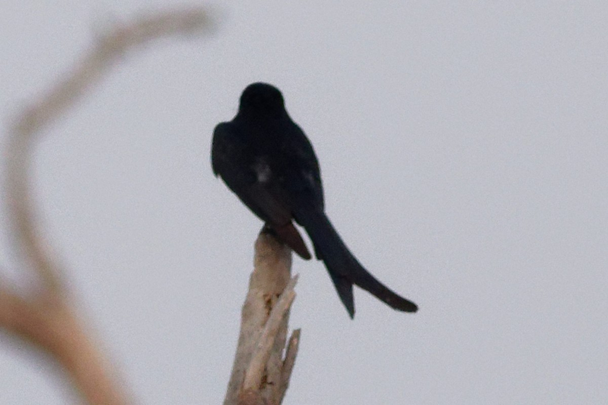 Black Drongo - Able Lawrence