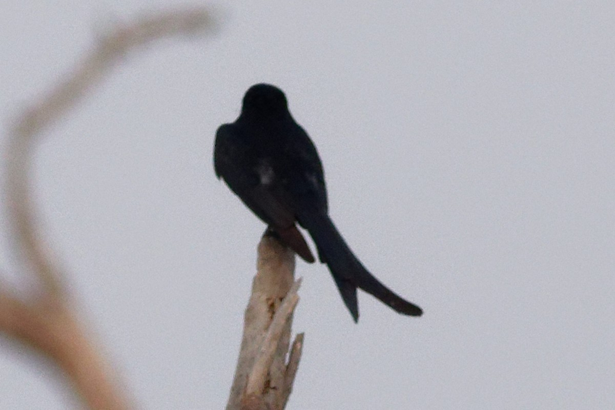 Black Drongo - ML619612276