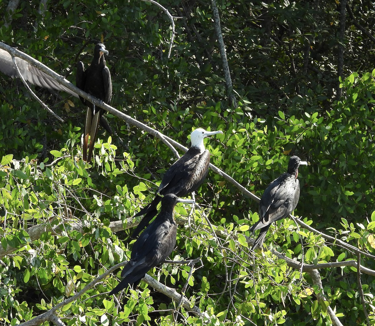 Magnificent Frigatebird - Susan Thome-Barrett