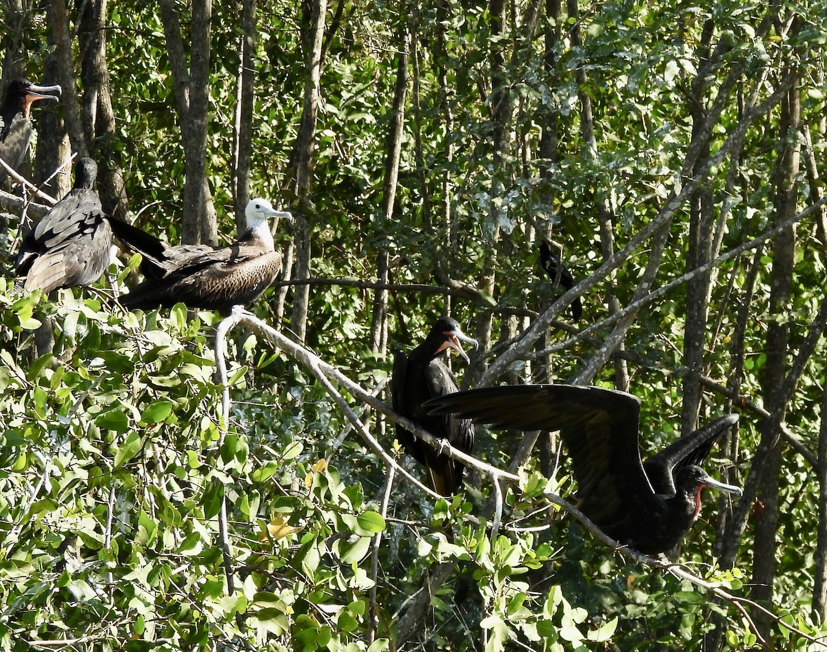 Magnificent Frigatebird - Susan Thome-Barrett