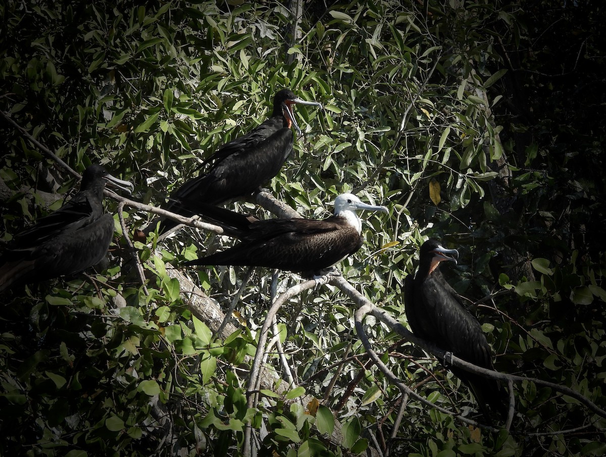 Magnificent Frigatebird - Susan Thome-Barrett