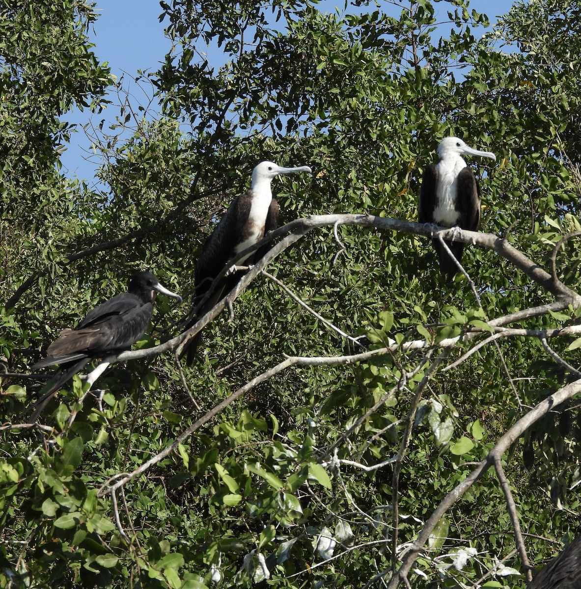 Magnificent Frigatebird - Susan Thome-Barrett