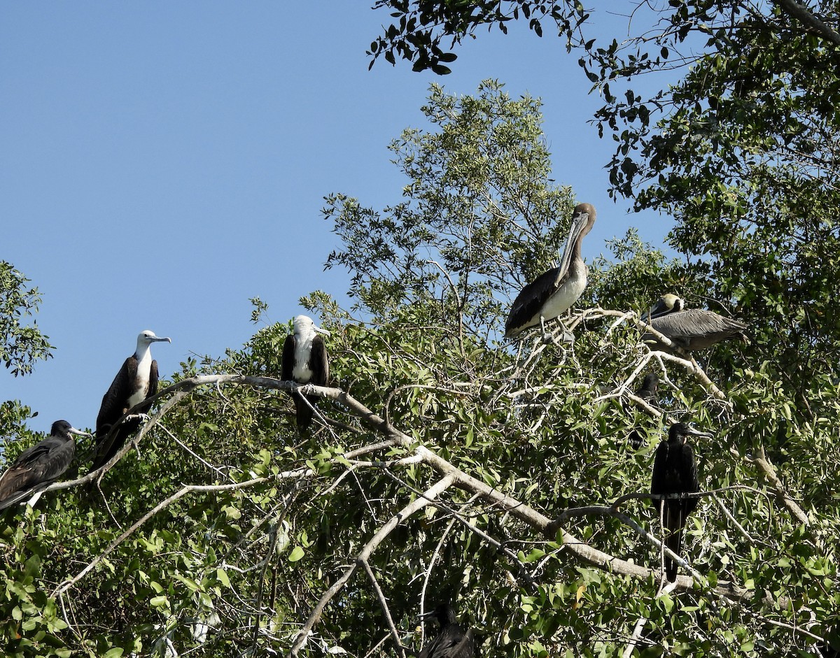 Magnificent Frigatebird - Susan Thome-Barrett