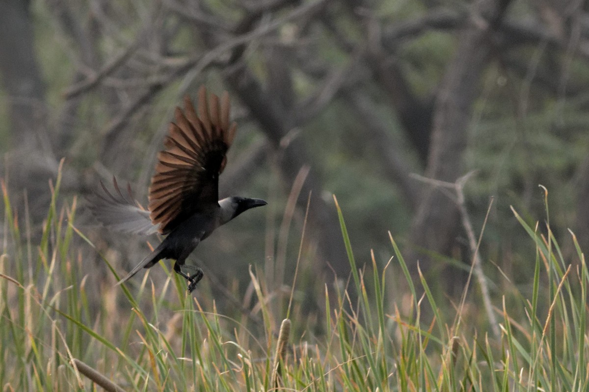 House Crow - Able Lawrence