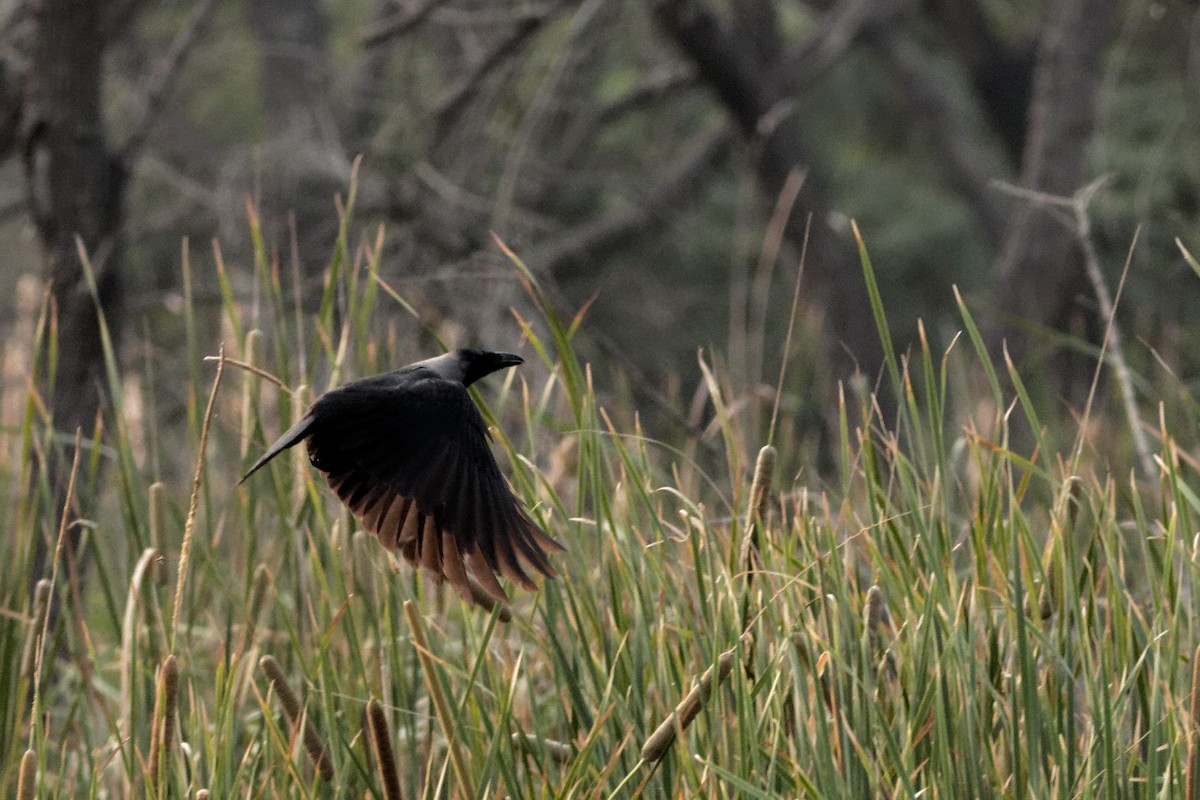 House Crow - Able Lawrence