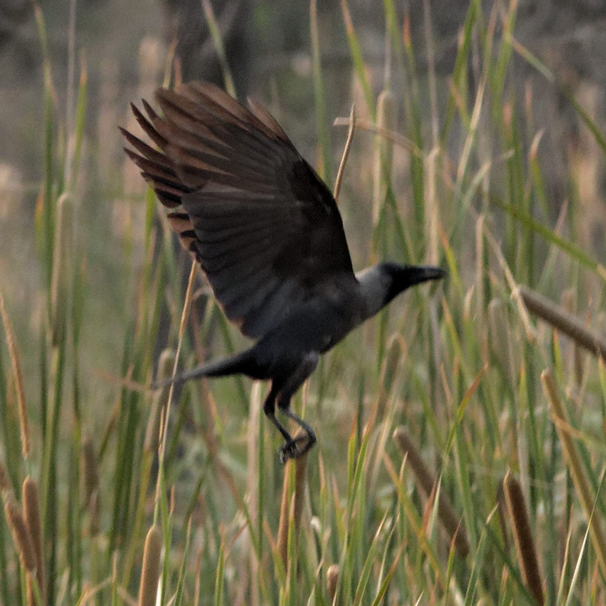 House Crow - Able Lawrence