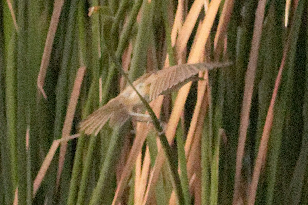 Clamorous Reed Warbler - Able Lawrence