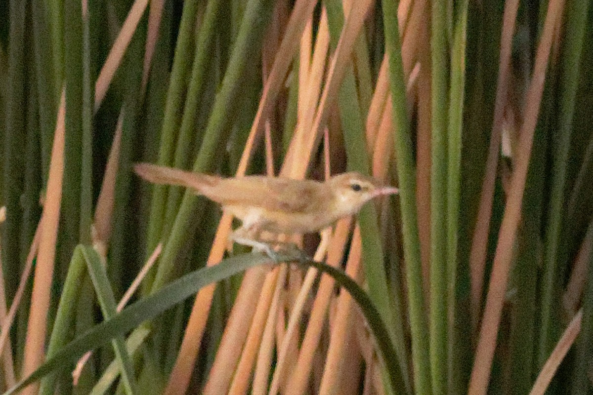 Clamorous Reed Warbler - Able Lawrence