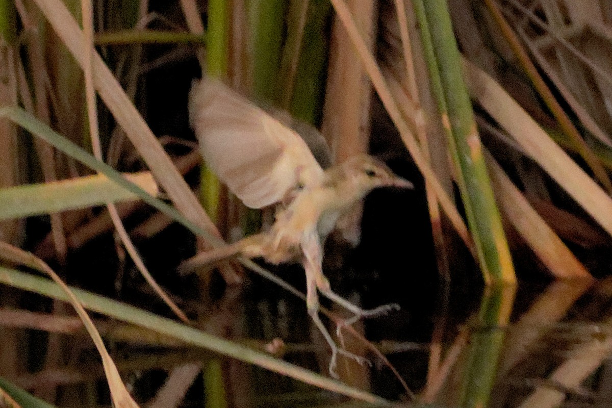 Clamorous Reed Warbler - Able Lawrence