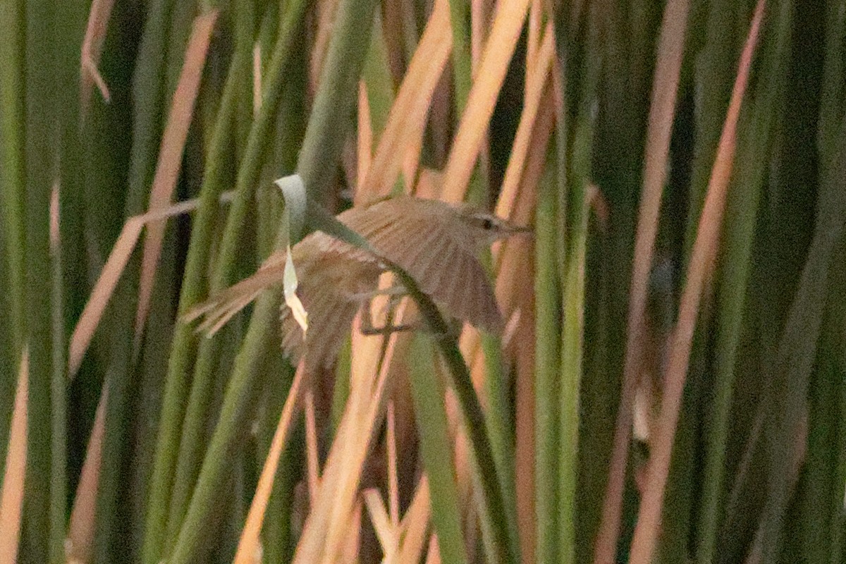 Clamorous Reed Warbler - Able Lawrence