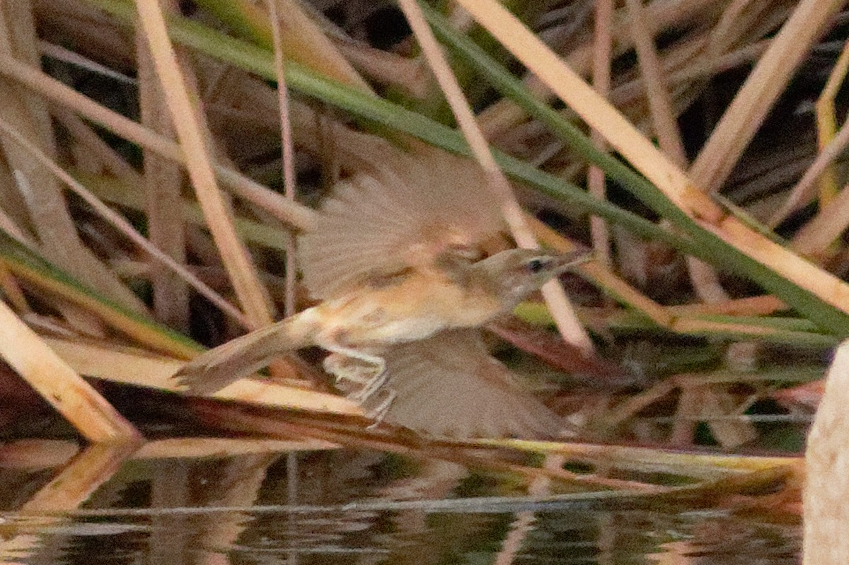 Clamorous Reed Warbler - Able Lawrence
