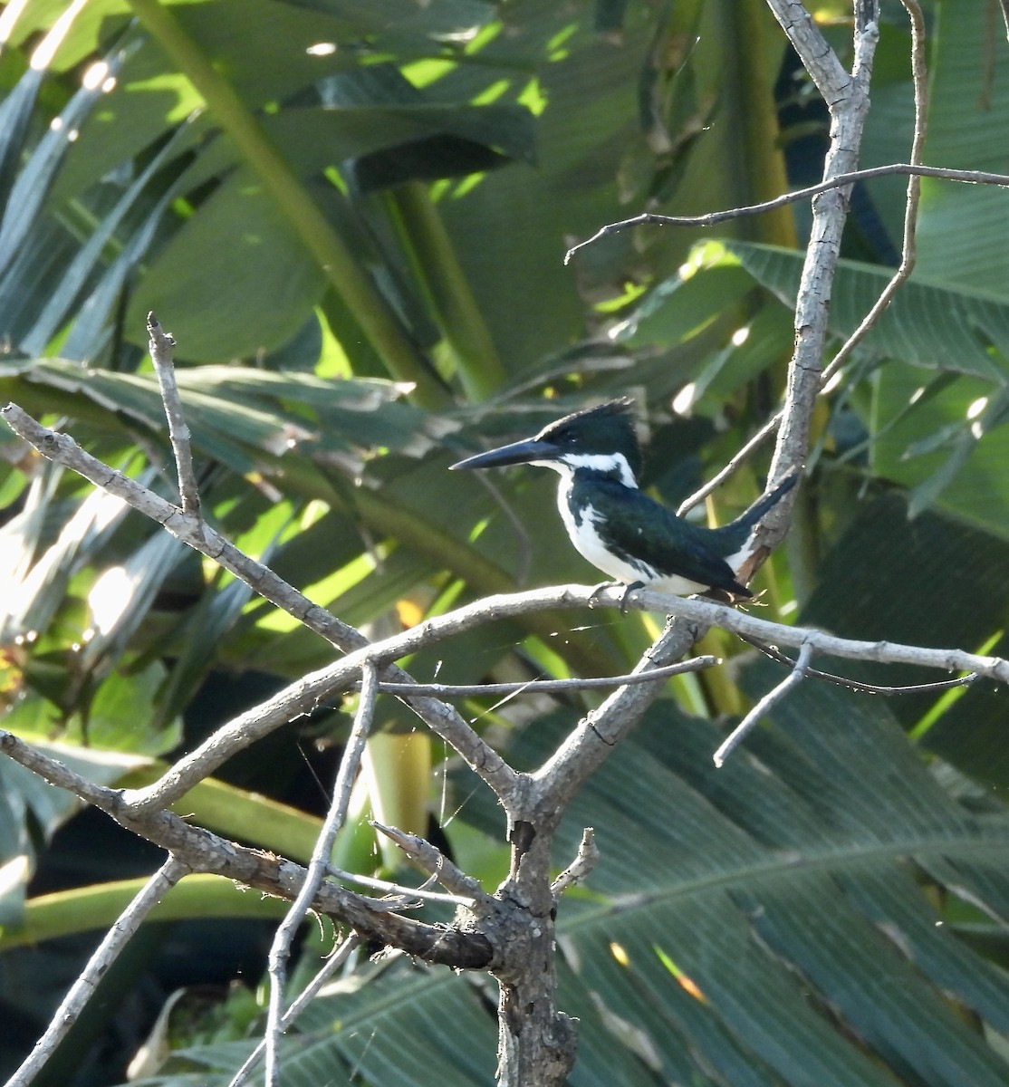 Amazon Kingfisher - Susan Thome-Barrett