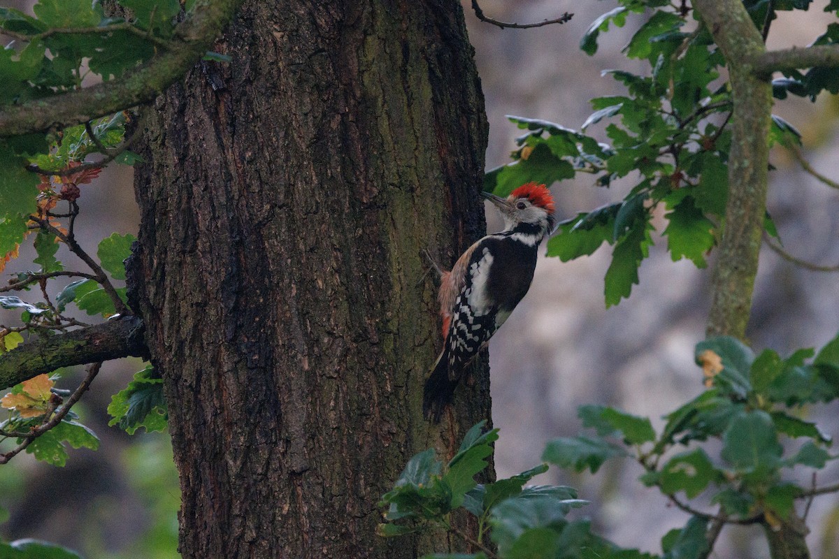 Middle Spotted Woodpecker - Takao Kobayashi