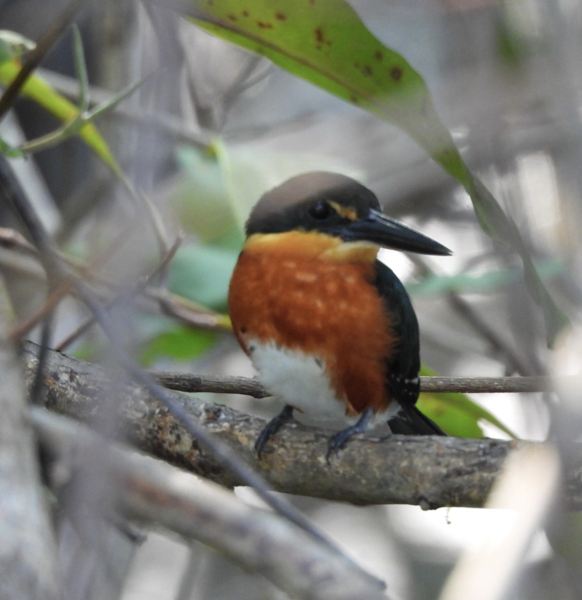 American Pygmy Kingfisher - Susan Thome-Barrett