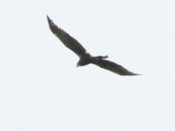 Western Marsh Harrier - Ivan V