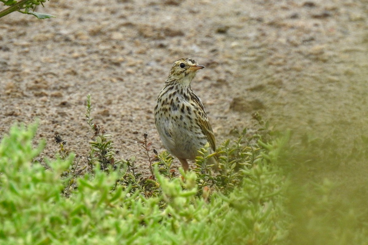 Correndera Pipit - José Fernández Piñar