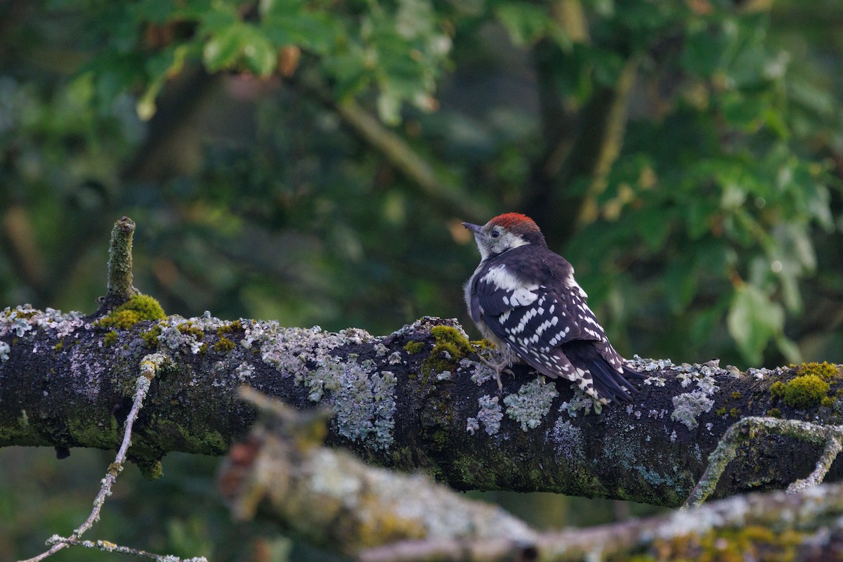 Great Spotted Woodpecker - Takao Kobayashi