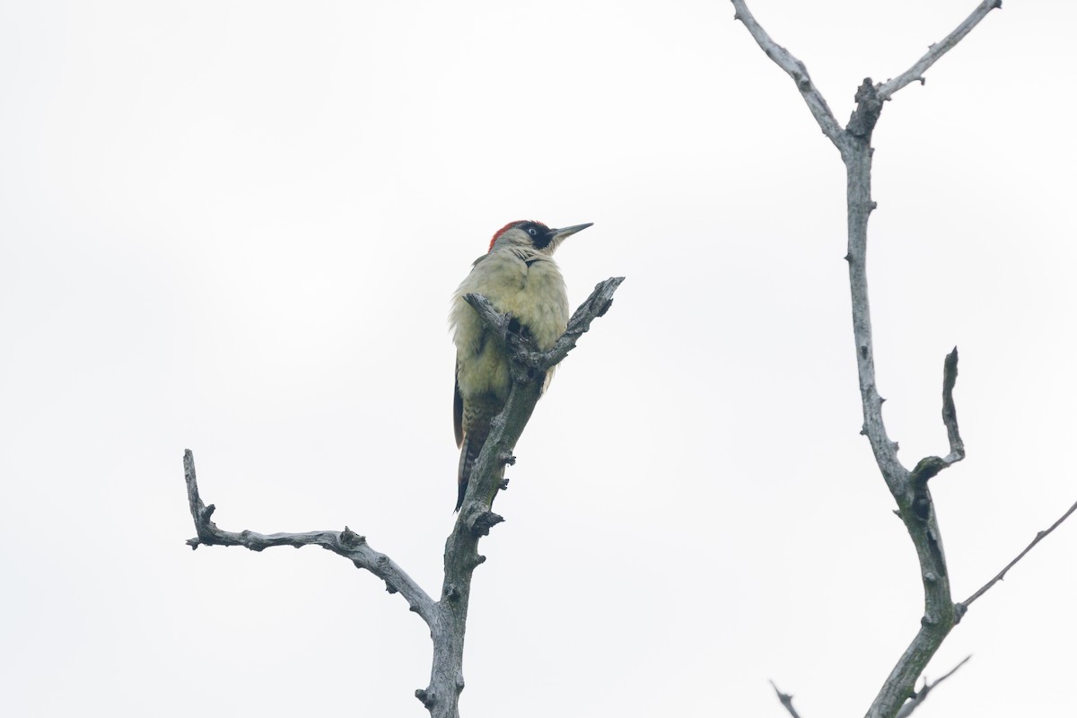 Eurasian Green Woodpecker - Takao Kobayashi