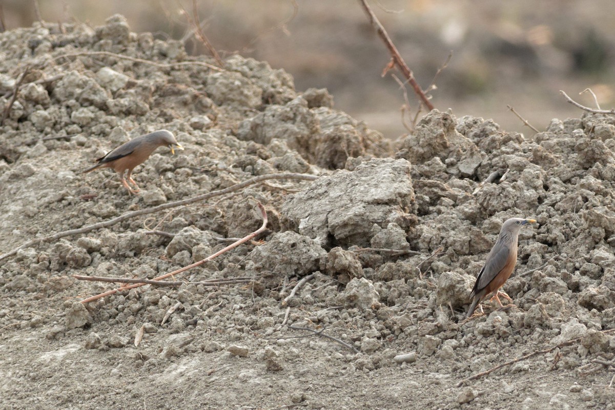 Chestnut-tailed Starling - Able Lawrence